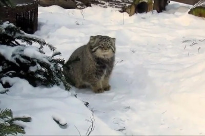 Реакция манула на снег 