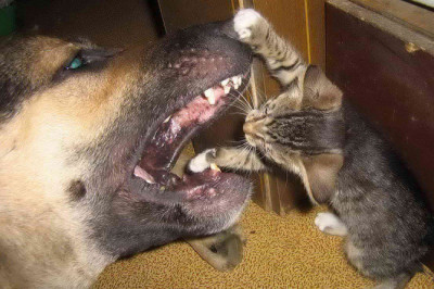 Обслюнявленный котик