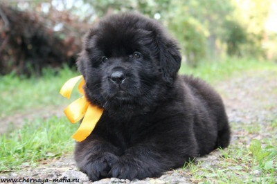 Гомо сапиенс отдыхает