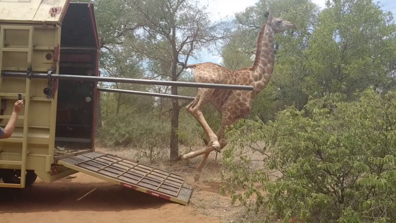 Поторопился на свободу 