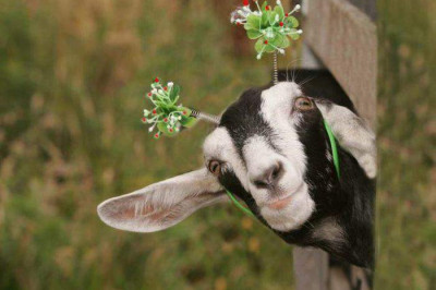 Дружба между койотом и козой 