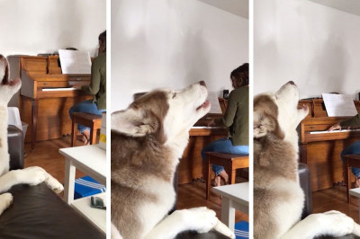 Хаски пробует себя в вокале 