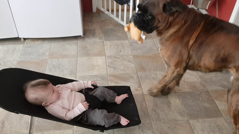 Малыш и собака-лучшие друзья 