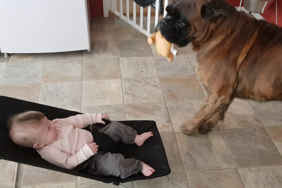 Малыш и собака-лучшие друзья 