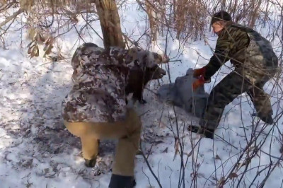 Освобождение кабана из петли 