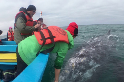 Душ от серого кита