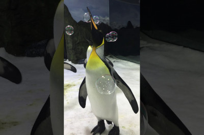 Пингвин и мыльные пузыри 