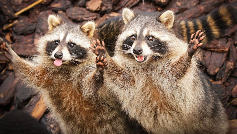 Еноты , поднимающие настроение 