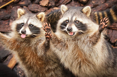 Еноты , поднимающие настроение 