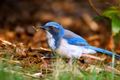 Мяукающая сойка 