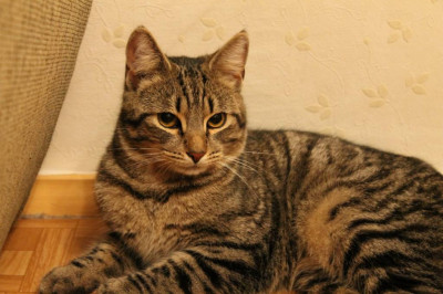 Удачное собеседование с котом 