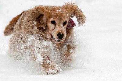 Пробежка по снегу 