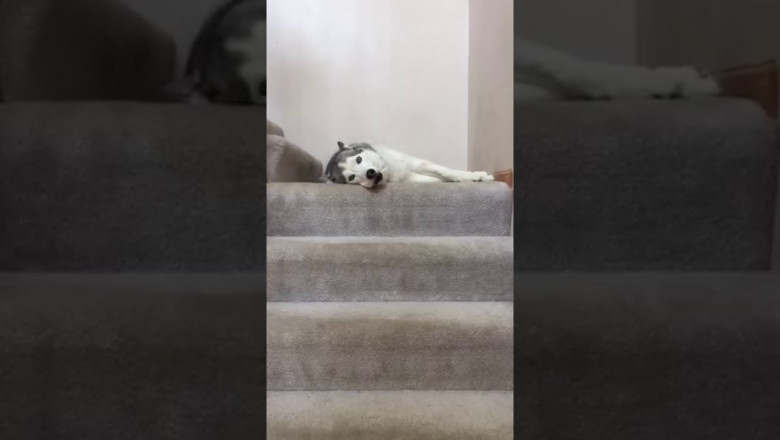 Солирует лайка 