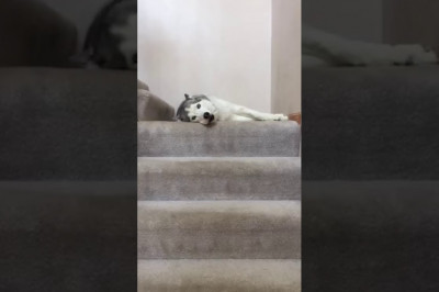 Солирует лайка 