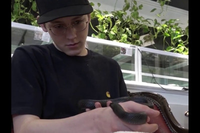 Кафе со змеями 