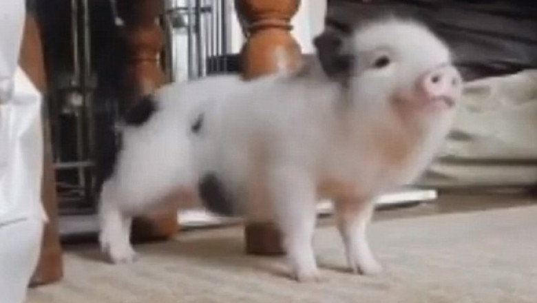 Смешной "танцор "