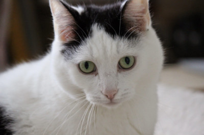 Кошка освобождает собак из переноски  