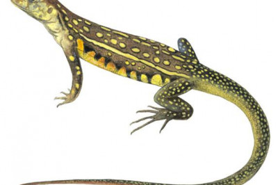 Ящерица внезапно ожила 