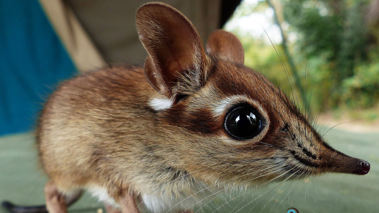 А вы знаете , что это за зверёк ?!