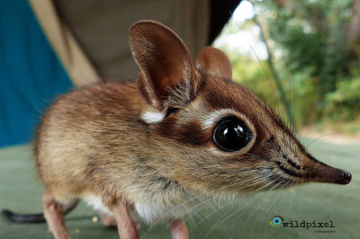 А вы знаете , что это за зверёк ?!