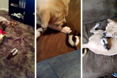 Дружба собаки с домашней крыской 