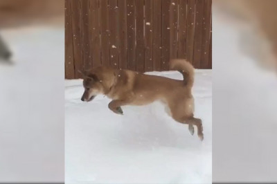 Любитель попрыгать по снегу 