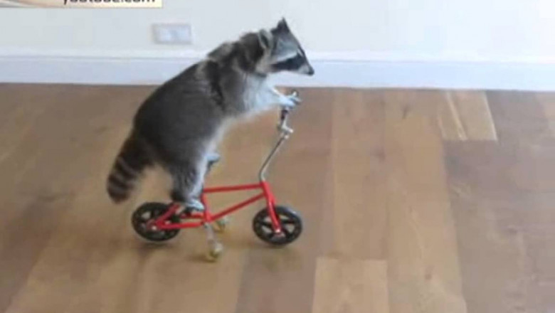 Хозяйственный енот 