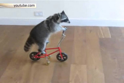 Хозяйственный енот 