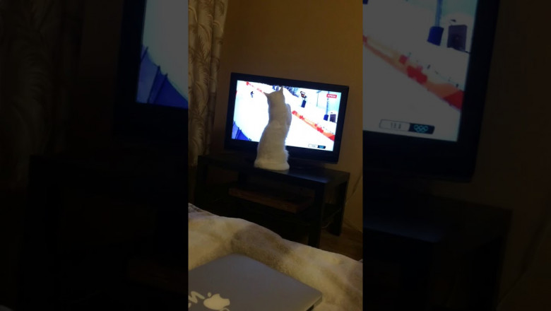 Кот - любитель спортивных соревнований 