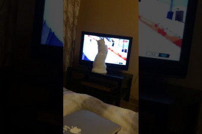 Кот - любитель спортивных соревнований 