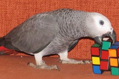 Умный попугай Яшка 