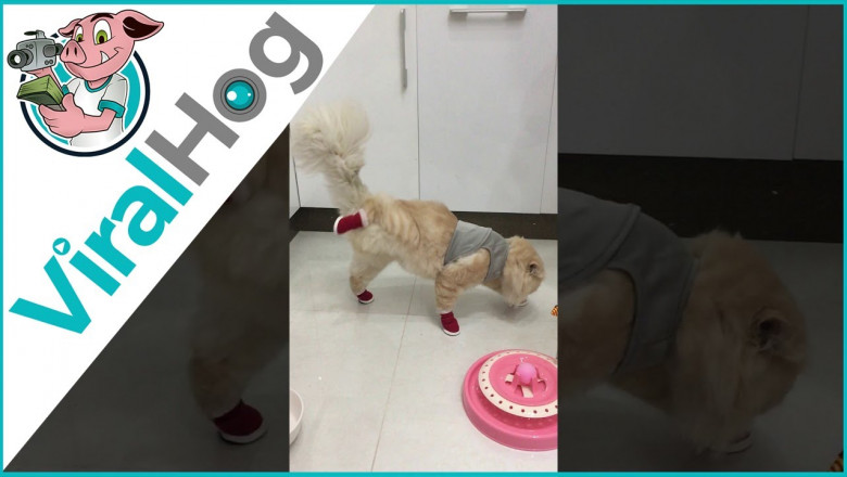 Жалко кошечку !