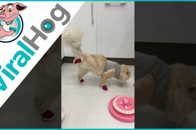 Жалко кошечку !