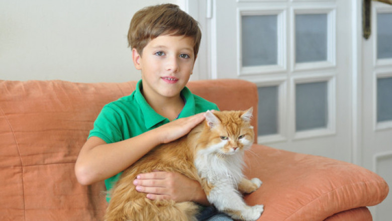 Пастух кошек 