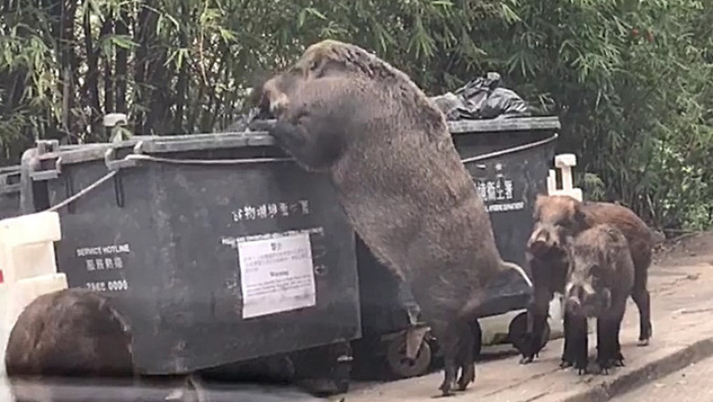 Огромная свинья за трапезой