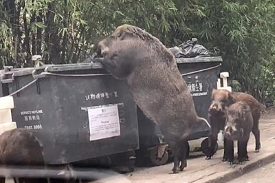 Огромная свинья за трапезой