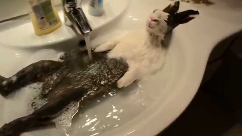 Купание кролика 