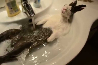 Купание кролика 