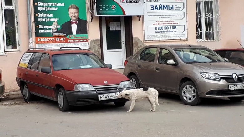 Собака "лишает" автомобиль номерного знака 