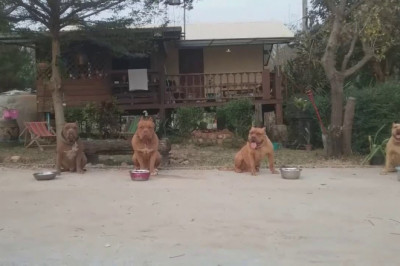 Собаки  с железной выдержкой  