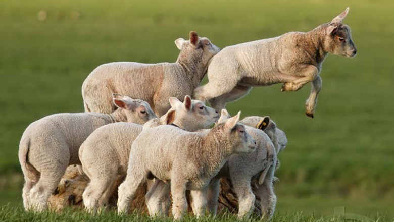 Полный пофигизм 