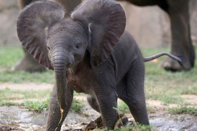Слонёнок и привлекательная блондинка 