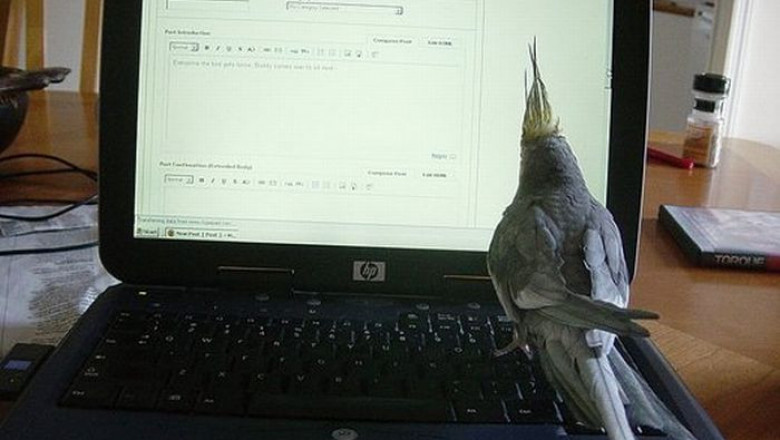 Попугай , не любящий рок  