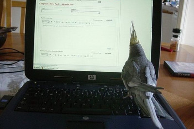 Попугай , не любящий рок  