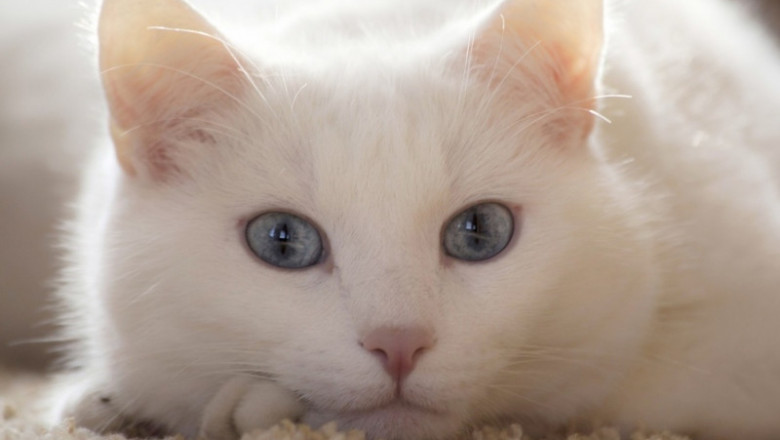 Кот завёл себе маленького друга 