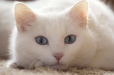 Кот завёл себе маленького друга 