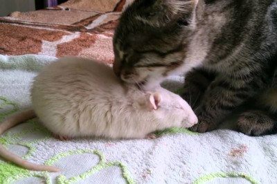 Кошкина забота