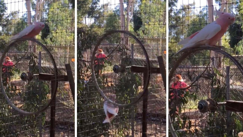 Попугай на каруселях 