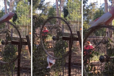 Попугай на каруселях 