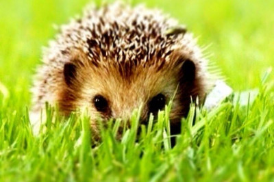 Зелёный ёжик 